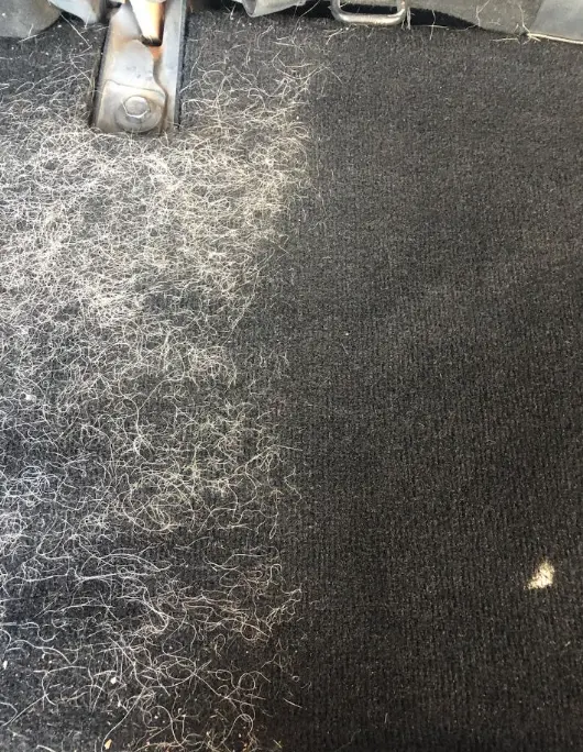 Excessive dog hair removal from car carpet Phoenix AZ